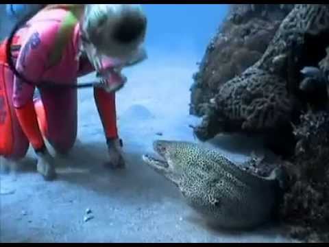 Valerie Taylor Befriends a Spotted Moray Eel