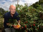 Chilli industry heats up at The Channon