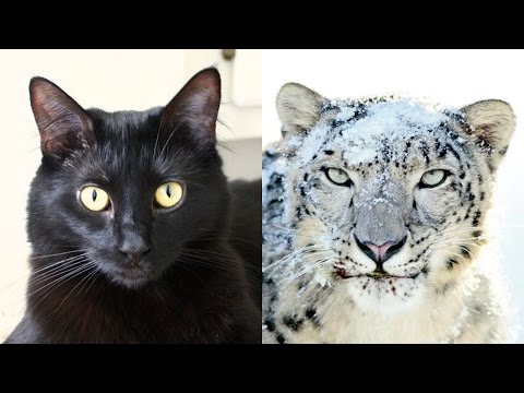 House Cats Helping Snow Leopards!