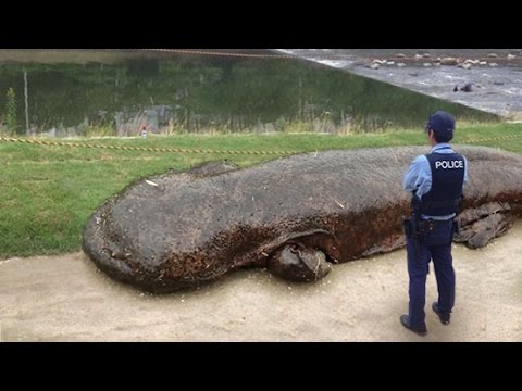 GIANT SALAMANDER EMERGES FROM RIVER IN JAPAN