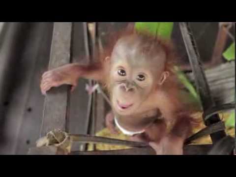 Baby Orangutan Rickina!