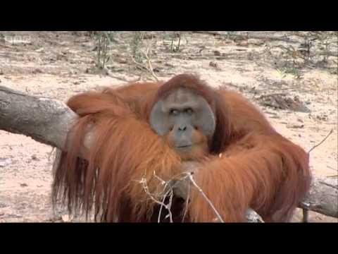 Hercules the Orangutan - Orangutan Diary - BBC