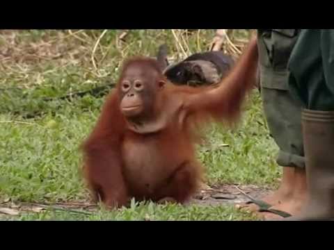 Orangutan diary Season 1 Episode 1 part 1