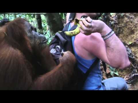 Orangutan ATTACKS in jungle (real video in FULL HD 1080p)