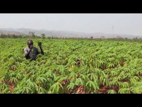 Upholding cassava's potential in Africa