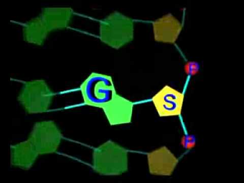 ADN ET SYNTHESE D UNE PROTEINE