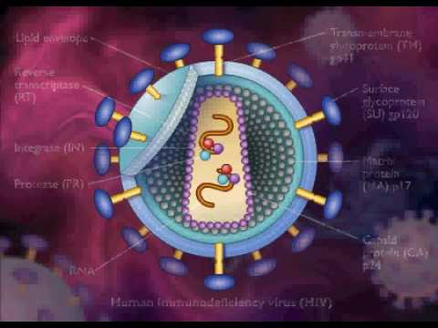 HIV / AIDS Replication Animation Video