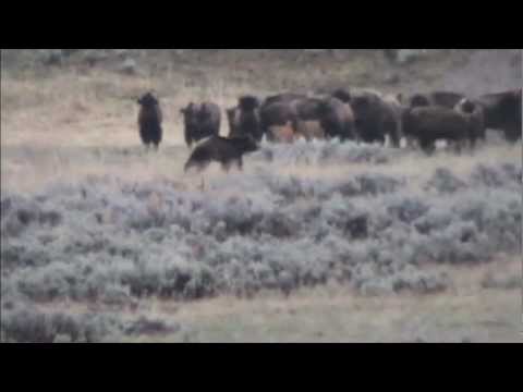 Yellowstone Grizzly and Bison