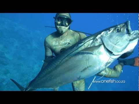 Best Spearfishing Film - One Fish Going East