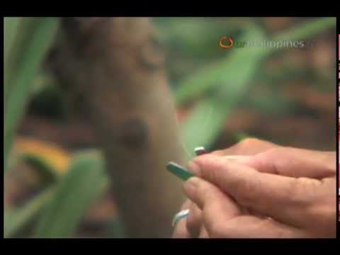 Weaving Piña Cloth