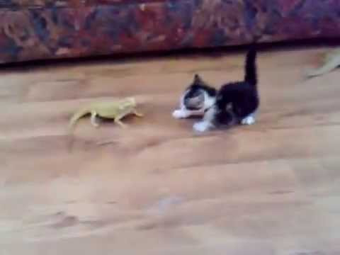 Kitten Gets Freaked Out by 2nd Lizard