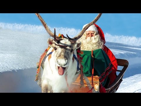 Reindeer of Santa Claus in Lapland Finland - secrets of Father Christmas' reindeer in Rovaniemi