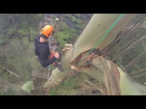 70 Metre Mountain Ash Removal