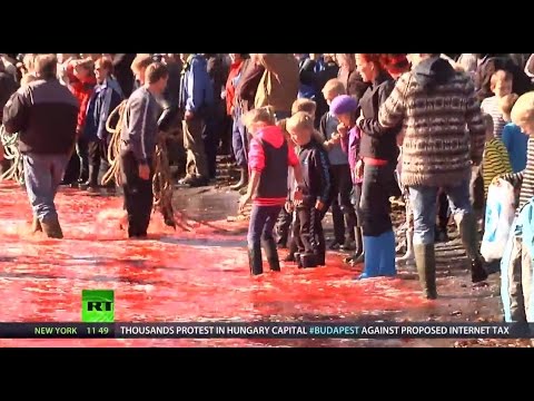 Red Waters: Faroe Islands Whale Slaughter (RT Documentary)