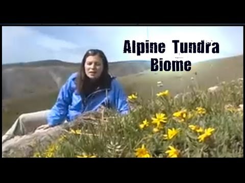 Alpine Tundra: Ecogeeks Episode 3