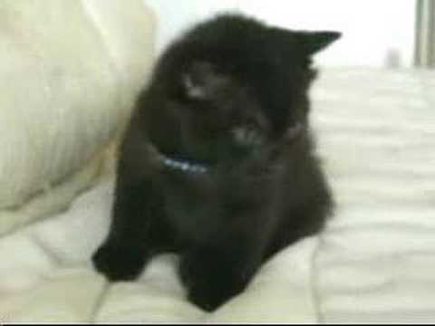 Funny Kitty Clips