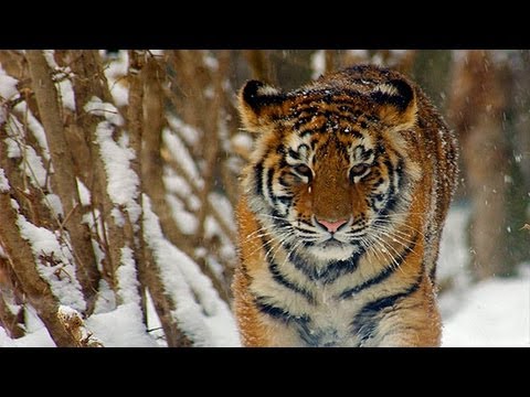 AMUR TIGER CUB RELEASE