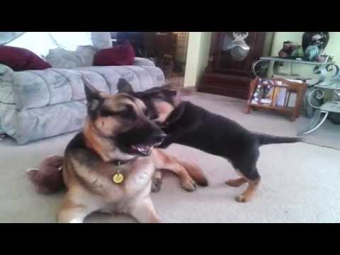 German shepherd puppy playing with dad