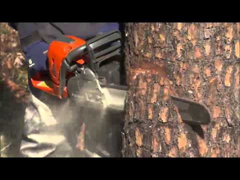 Tree Cutting - How to Fell a Tree Using a Chainsaw