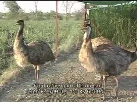 Documentary - EMU