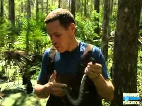 The Jeff Corwin Experience  Louisiana  Swampy Ecosystem