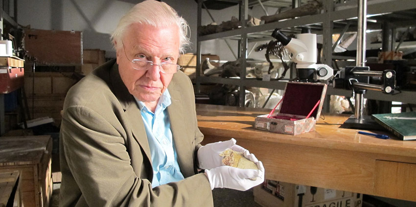 David Attenborough's Rise Of Animals