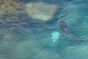 Sharks devour dead humpback whale at South Broulee beach