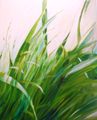 Kilian4art THE GRASS FRESHNESS 100x 80 cm Original