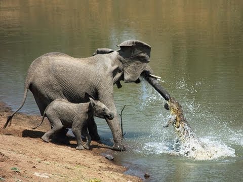 Nile Crocodiles : Documentary on the Deadly Crocodiles of the Nile River