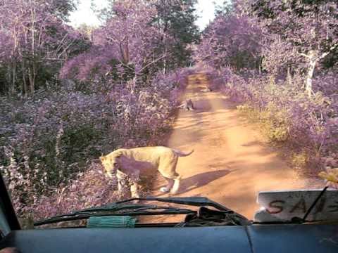 Lion Safari Nandankanan Bhubaneswar, Orissa, India