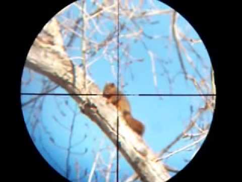 Squirrel Hunting with .22 Pellet Gun (Scope Cam)