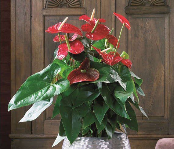 Red-Anthurium