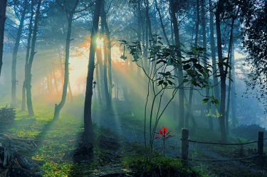 Plain of Jars, Laos: This photo was taken as I went for an early morning walk. I was captivated by the beautiful light shining through the trees in the hotel's gardens.
I also had to be cautious and stay within marked areas as in this part of Lao there are still large amounts of unexploded ordinance.