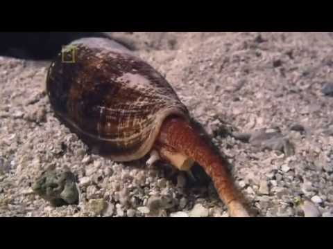 National Geographic Channel - World's Deadliest Animals: Australia (Documentary)