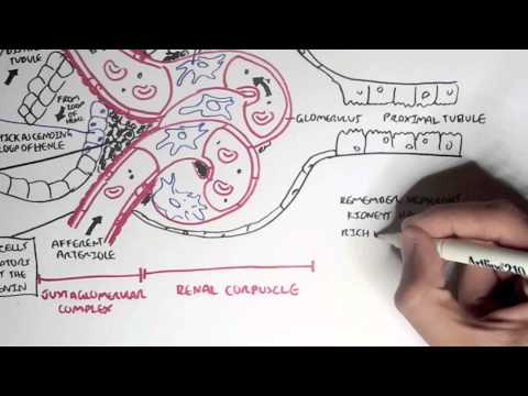 Nephrology - Kidney Physiology Overview