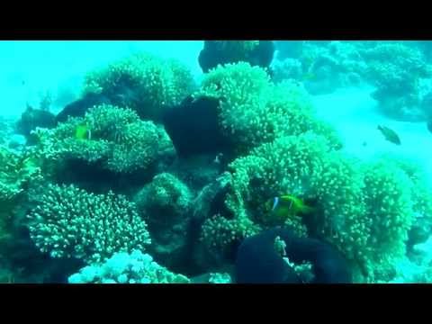 Adventure coral reef under the sea of Egypt