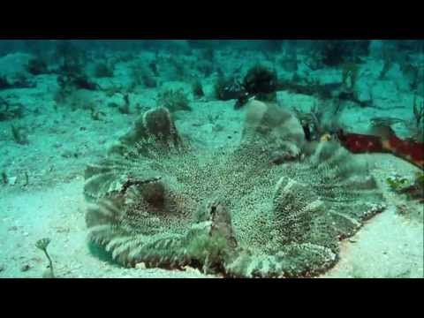 BBC Great Barrier Reef II 2012 HD الحيوانات بالريف الافضل وثائقي HD