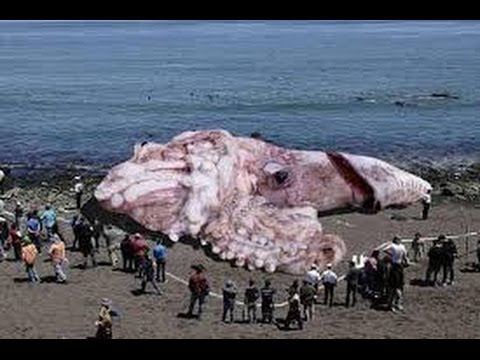 Searching For Sea Monsters(full documentary)HD