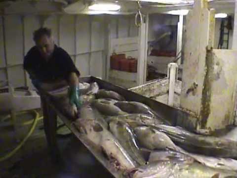 Cod fishing in the Irish Sea on the 