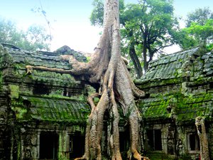 Giant tree roots conquering part of the Ta Prohm temple in Angkor, Siem Reap. Ta Prohm is also known as the 'Tomb Raider' temple, as the Hollywood movie was filmed there.