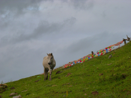 Horse at Golden Hour in Lhagong, Kham, Tibet ( ཁམས)