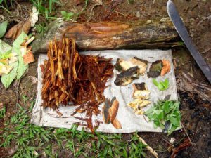 Ingredients for ayahuasca brew