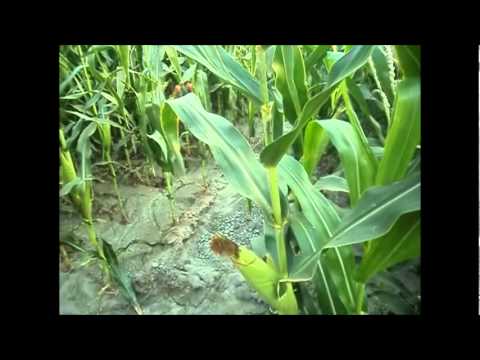 maize seed to seed (sowing to harvest)