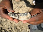 This 2013 photo provided by Kaye Reed shows the LD 350-1 mandible just steps from where it was sighted in Ethiopia by Chalachew Seyoum, an ASU graduate student.