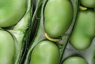 Creamy rice with zucchini and broad beans