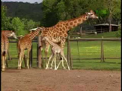 Growing Up Giraffe- Baby Giraffe Fall