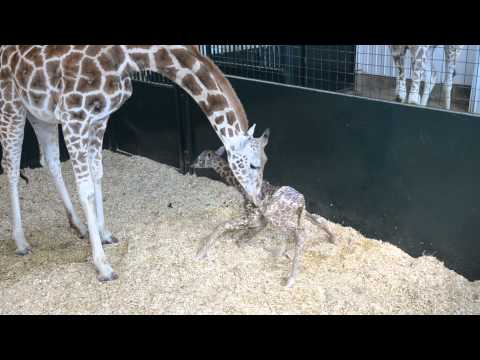 Baby Giraffe First Time Standing