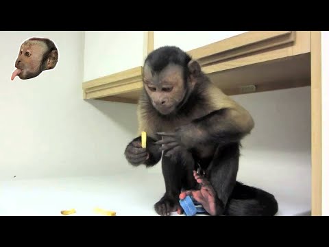 Monkey LOVES French Fries!