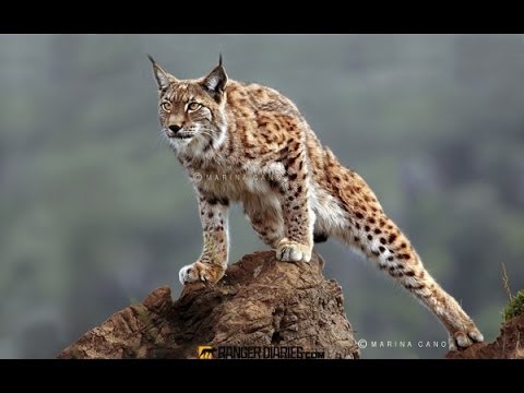 Spain's Last Lynx - Nature Documentary