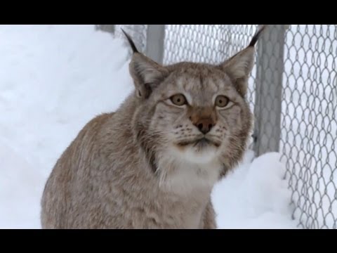 Incredible Jumping Lynx - Deadly 60 - Series 2 - BBC